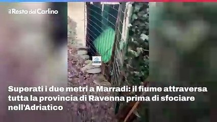 Piena storica del fiume Lamone: il video