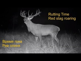 Beautiful Wildlife of Ukrainian Polesia, Kiev Region