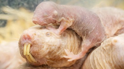 Nachwuchs bei Schönbrunner Nacktmullen