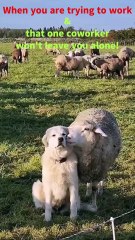 When you are trying to work and that one coworker won't leave you alone!!