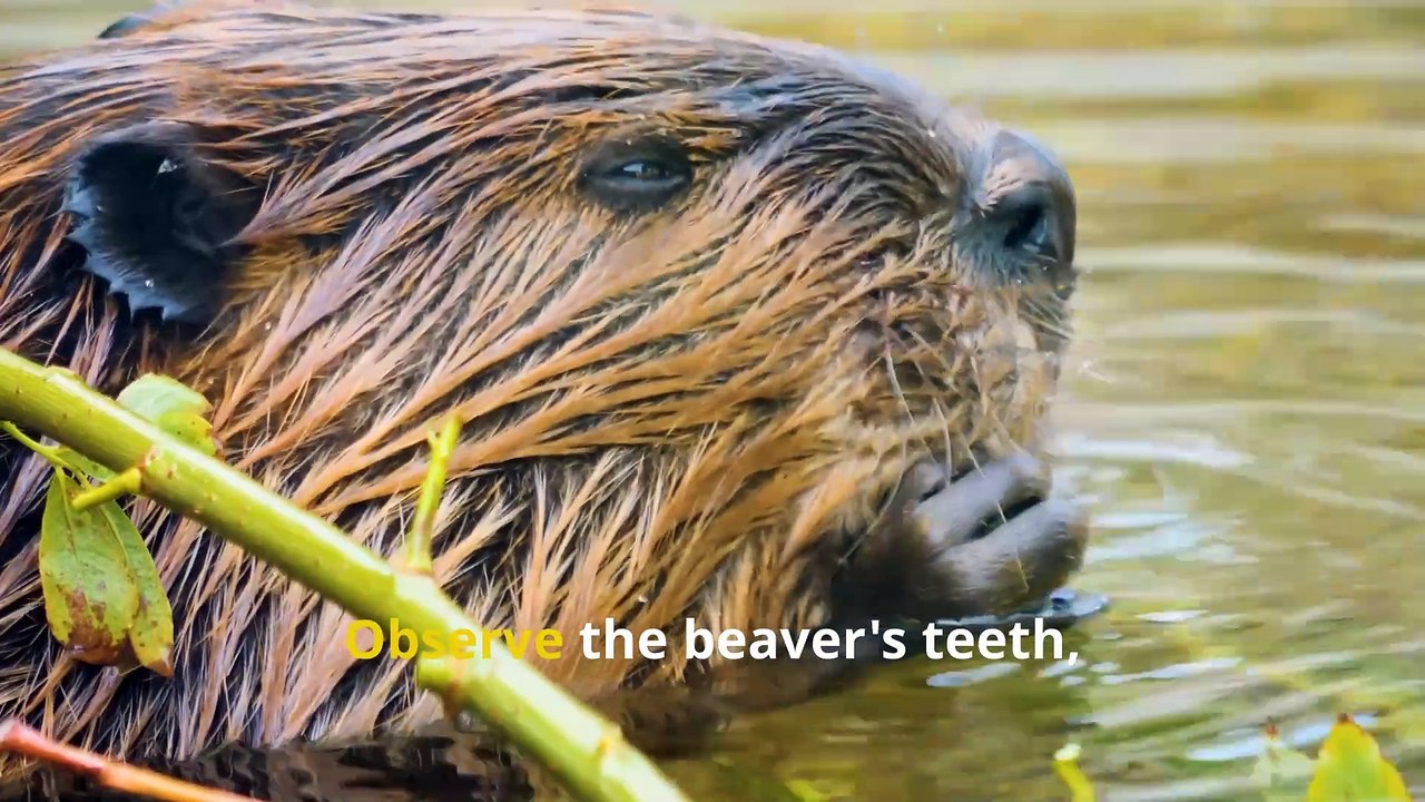 Fun Beaver Facts, Discover the World of Nature’s Hardworking Architects!