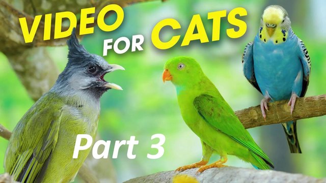 Cats Watching Birds- Birds And Squirrels Are Eating In The Forest Which Is Fun For Cats Part 3