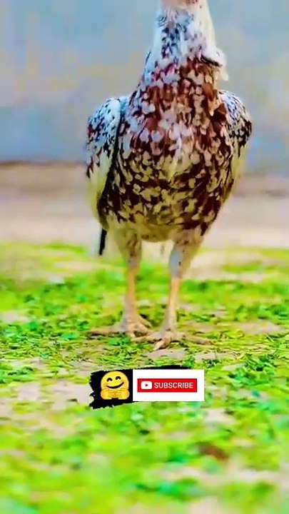 Beauty birds❤ #aseel #pure #aseellovers