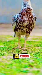 Beauty birds❤ #aseel #pure #aseellovers