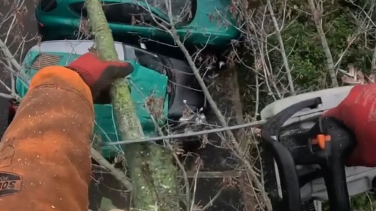 Tree trimmer accident highlights why cut protection should never be ...