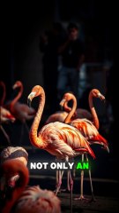 🔥 Did You Know? A Group of Flamingos is Called a Flamboyance! 🦩✨