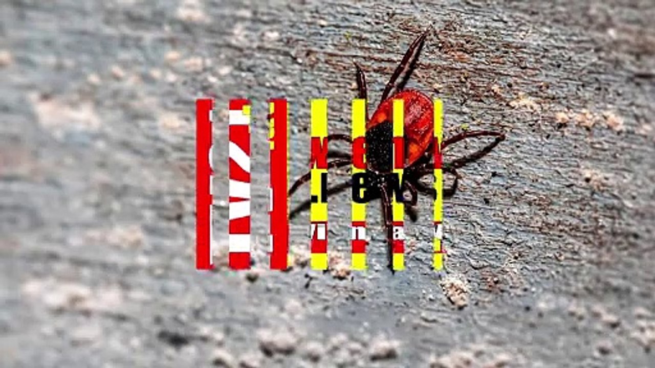 FSME  Co. ForscherInnen entdecken in den Alpen neues Zeckenvirus