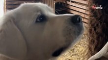 Le da la golosina favorita de su perro a una llama: su reacción es para partirse de risa (vídeo)