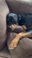 Little Girl Hugs and Plays With Rottweiler