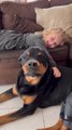 Little Girl Plays Games With Rottweiler