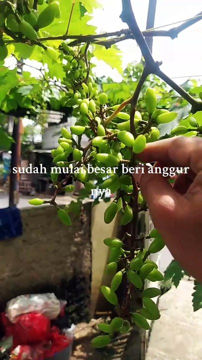 Anggur jenis gosv