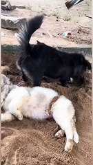 The three of us are demons, living in the deep forest😆