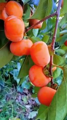 "Discover the Secrets of an Amazing Fruit Garden: Grow Your Own Delicious Paradise!" 🍏🍓🌿