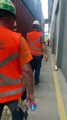 VÍDEO: Lagarto originário da África é resgatado dentro de contêiner em São Francisco do Sul