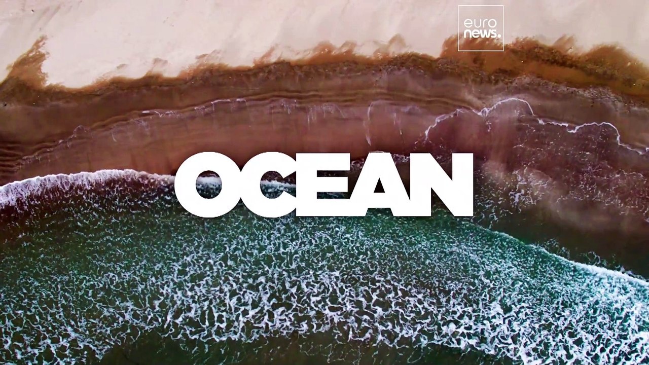 Können wir Delfine retten, indem wir ihre Sprache sprechen? Ja, sagt die Wissenschaft