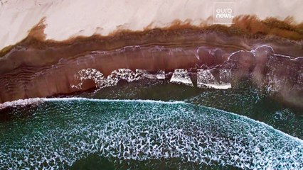 Possiamo salvare i delfini parlando come loro? La scienza dice di sì