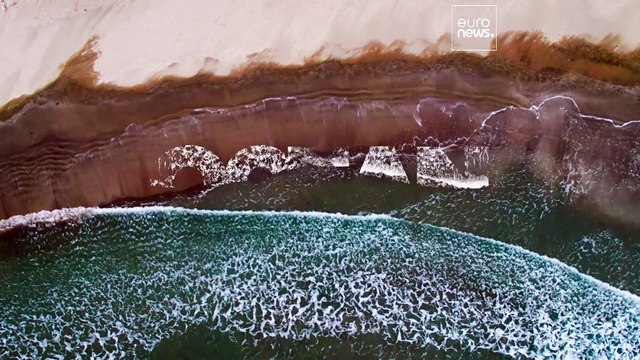 Говорят, дельфины говорят: учёные нашли, как предостерегать морских млекопитающих об опасности