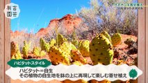 夢が咲く 有吉園芸～Road to start a garden shop～ 2025年1月28日 サボテンの寄せ植えに緊急事態発生!-