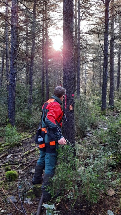 Opération martelage en forêts des cèdres du petit Luberon avec l'ONF