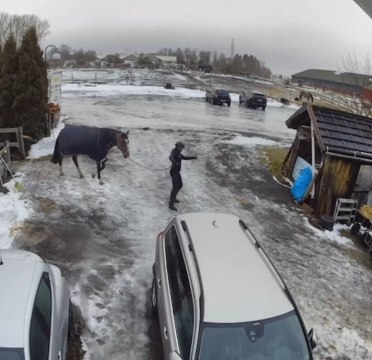 Woman Struggles to Walk on Ice with Horse