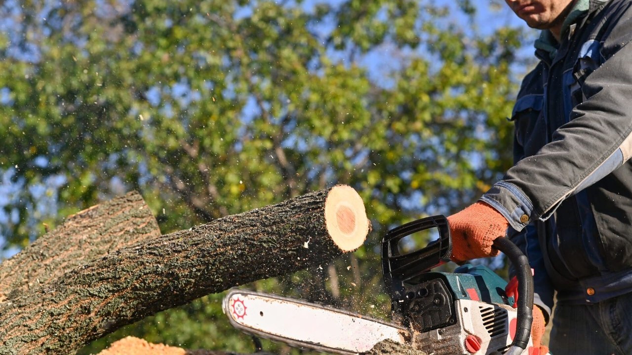 Bûcheron : un métier à hauts risques