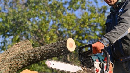 Bûcheron : un métier à hauts risques
