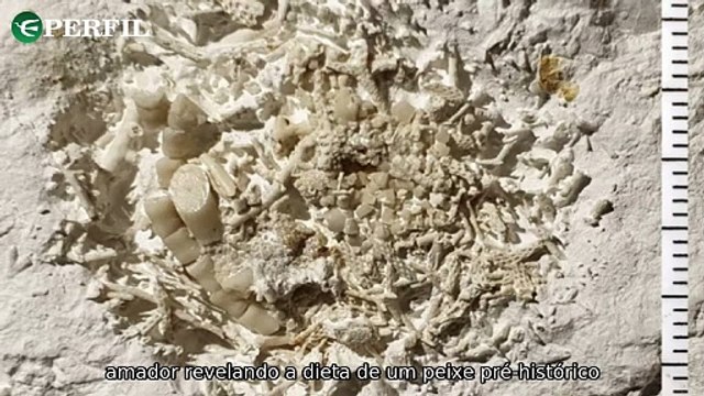 Descobertas arqueológicas surpreendentes na Europa: vômito fossilizado, máscara de Medusa e novas evidências de ocupação humana.