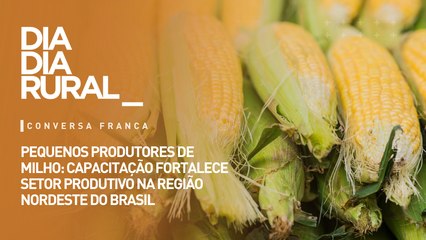 Pequenos produtores de milho: capacitação fortalece setor produtivo na região nordeste do Brasil
