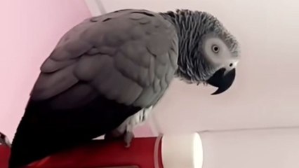 'Stop it Now! Have a Drink!' - Savage parrot gets angry when asked to behave