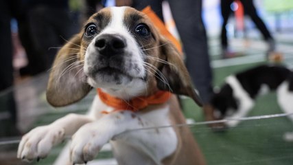 Meet Puppy Bowl 2025's adorable (and adoptable) doggy players
