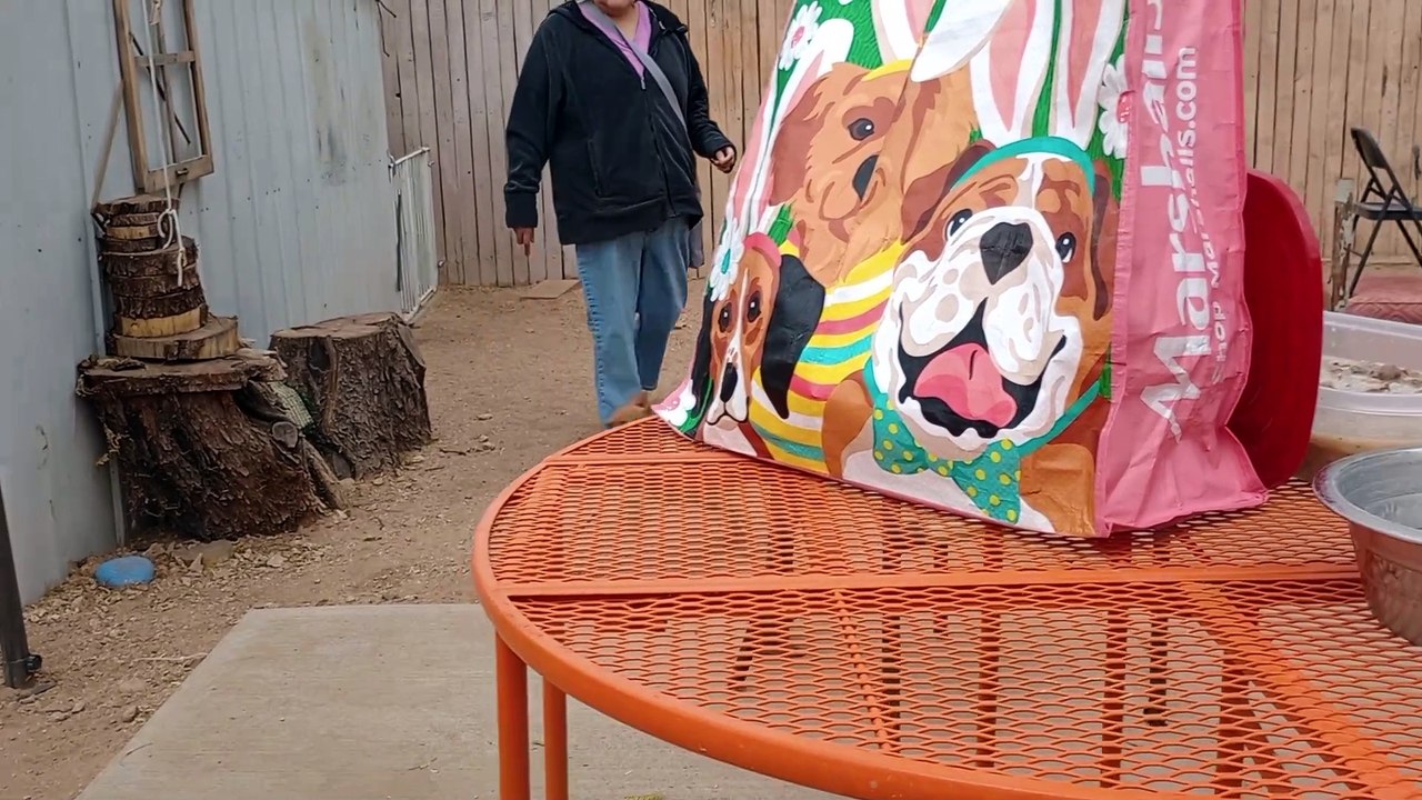 Chavino Jackie-O + 4 Nogales puppies - Junior-green Rayo-blue Muneco-orange Chickis-red collar VID_20250125_143429545