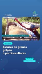 Escasez de granos golpea a porcinocultores