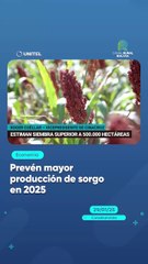 Prevén mayor producción de sorgo en 2025