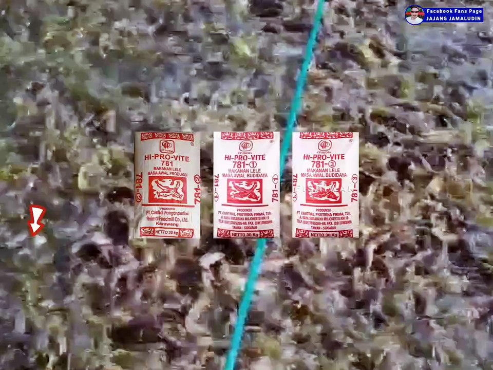 JENIS-JENIS PAKAN UNTUK SEGMEN PEMBESARAN LELE