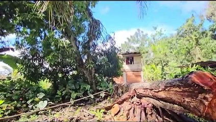 MAN KILLED BY FALLING TREE