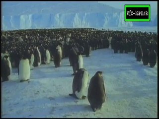 La vida en el congelador: Huellas en la Antártida - Documental (1993) Español Latino - Episodio 6
