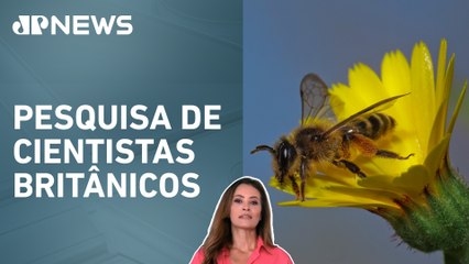 Uso excessivo de fertilizantes reduz número de polinizadores; Patrícia Costa analisa