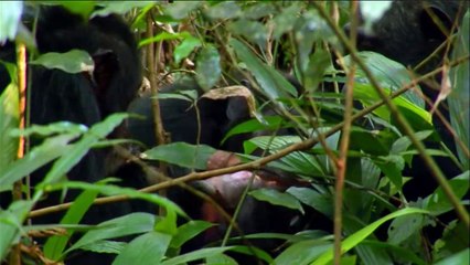 Why We Hate 1of6 Origins