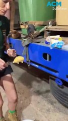 Jumbo journey to SA for Permai the elephant