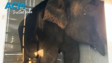 Jumbo journey to SA for Permai the elephant