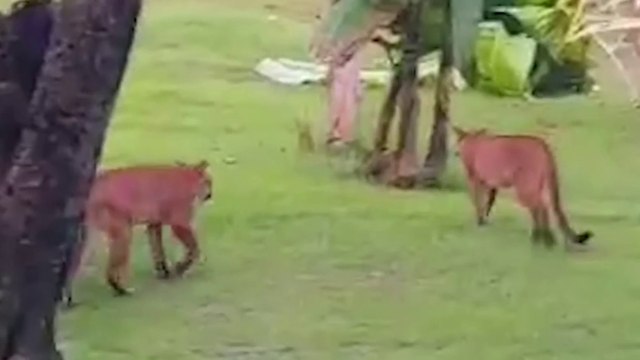 tn7-Capacitan ganaderos para aprender a convivir con pumas cerca de fincas-280125