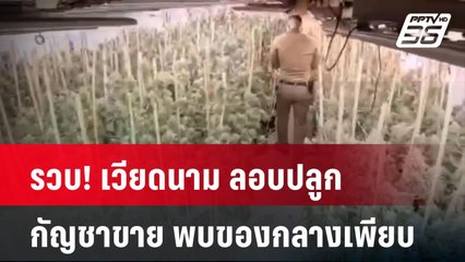 รวบ! เวียดนาม ลอบปลูกกัญชาขาย พบของกลางเพียบ| โชว์ข่าวเช้านี้  |  29 ม.ค. 68