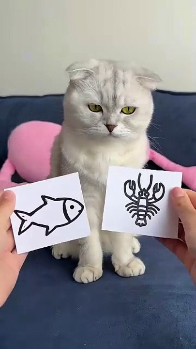 🥲🥲🥲 _cat _cats