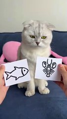 🥲🥲🥲 _cat _cats