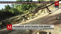 Muro fronterizo está afectando el cruce de la vida silvestre | Milenio Hábitat