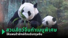 สวนสัตว์จีนทำเมนูพิเศษให้แพนด้ายักษ์ต้อนรับตรุษจีน