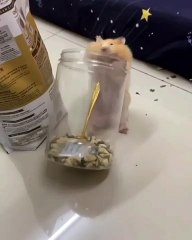 🎉 Get ready for an adorable adventure into the world of Hamsters! 🐹 In th