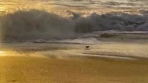 Bird Kept Moving to and Fro to Avoid Water Waves