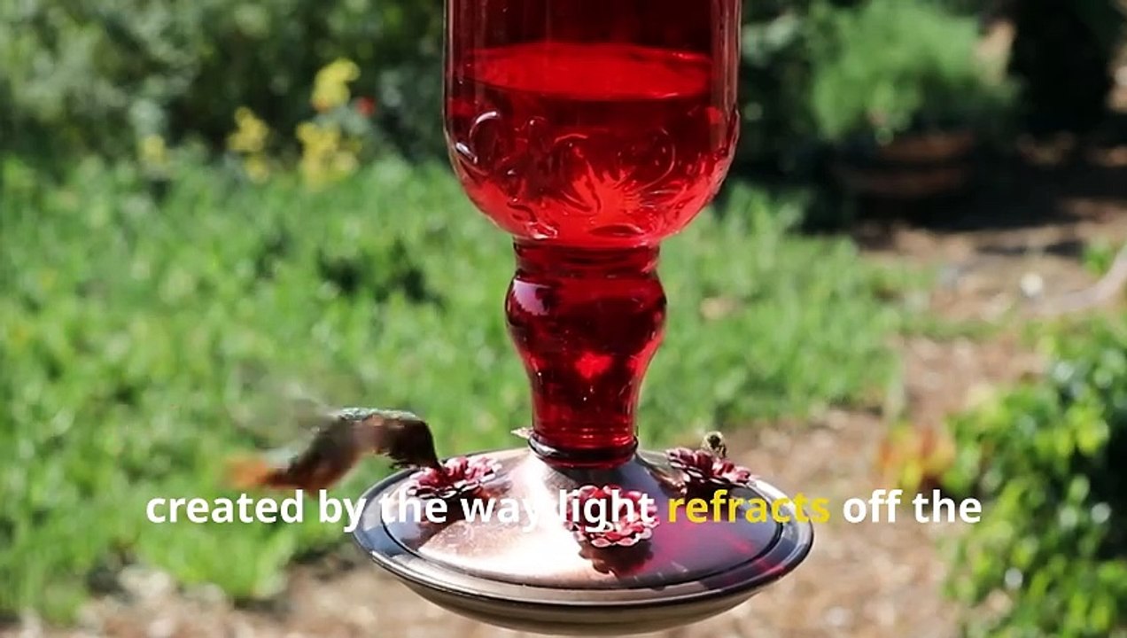 Fun Hummingbird Facts, Discover the World’s Tiniest Travelers!