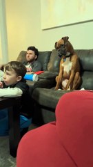 Never seen a dog question someone’s existence so bad Life is confusing.